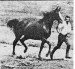 Abu Farwa at the trot