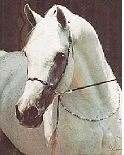 Al Metrabbi++ Head photo