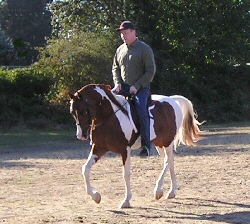 IA Shadow Dancer - Head & Neck