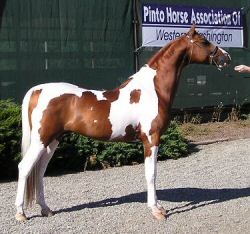 IA Shadow Dancer - Canadian Nat'l Champion Halter!