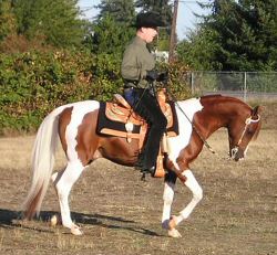 IA Shadow Dancer - Western