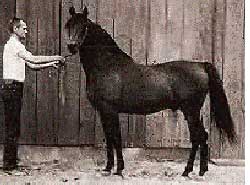 Fadheilan Halter photo