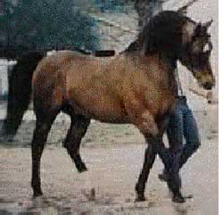 Fadjur walking photo