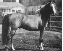 Gulastra Halter photo