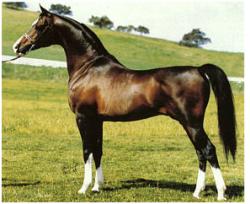 Khemosabi++++ Halter photo