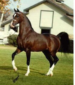 Khemosabi++++ at the trot