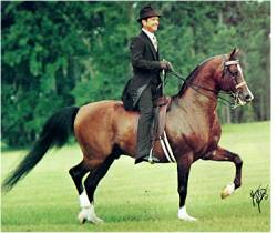 LaBasque Under Saddle