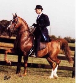 JA Magnificat+++ trotting photo