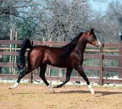 Khommodore at the trot, right side