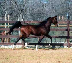 Khommodore at the trot, right side  (2)