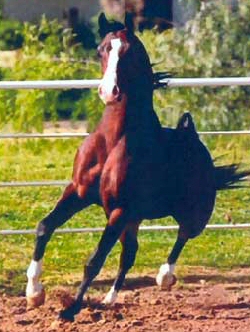 Khommodore from the front