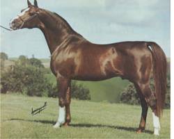 *Muzulmanin+ Halter photo