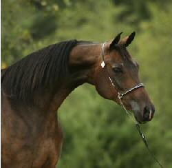 KhemoSalina head and neck photo